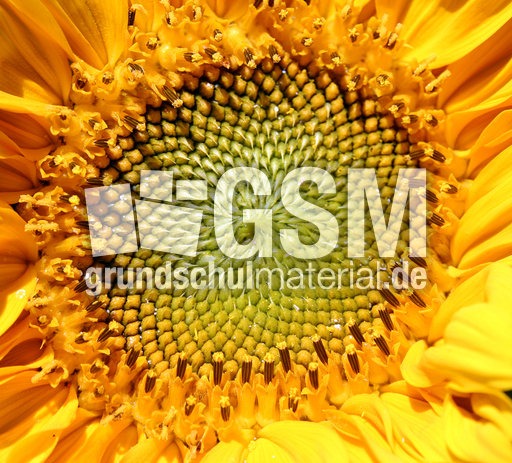 Sonnenblume-Macro.JPG